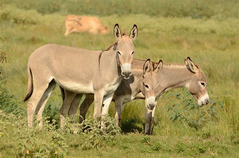  Hawiya: The Story of a Wise Ethiopian Donkey Who Speaks to Humans!